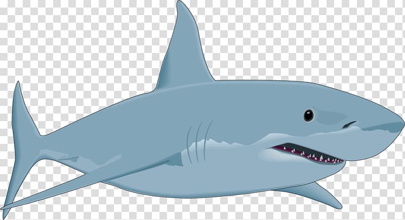 Great white shark , sharks transparent background PNG clipart