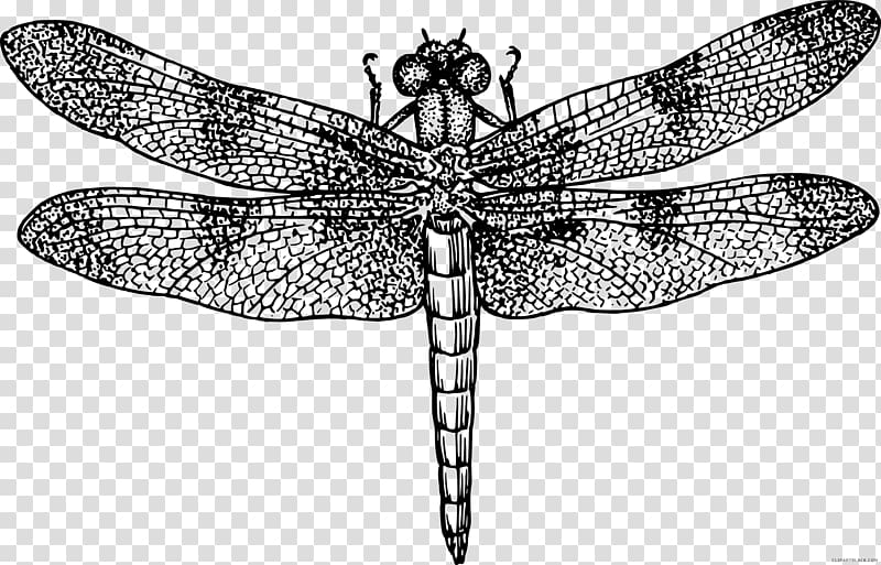 Insect wing Dragonfly Drawing , insect transparent background PNG clipart