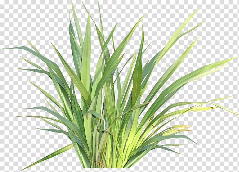 Herbaceous plant Raster graphics , herb transparent background PNG clipart