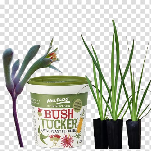 Flowerpot Garden Vine Amaryllis, kangaroo paw illustration transparent background PNG clipart
