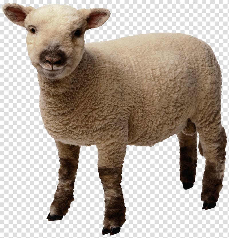 white sheep , Baby Sheep Standing transparent background PNG clipart