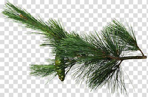 needle Pine Conifer cone Spruce, Needle transparent background PNG clipart