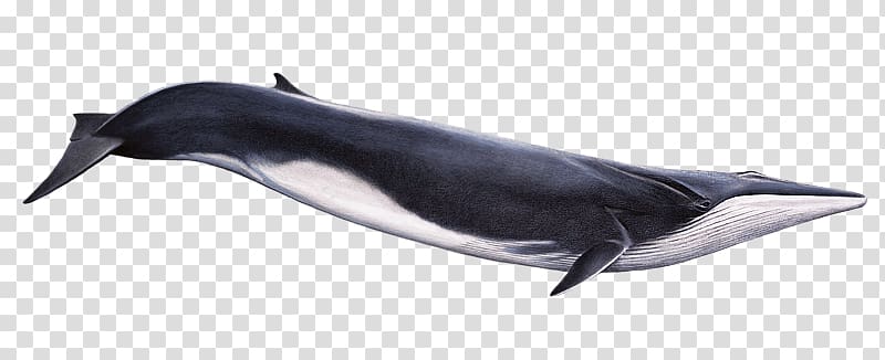Fin whale Cetacea Humpback whale Whale watching Rorquals, cartoon blue whales transparent background PNG clipart