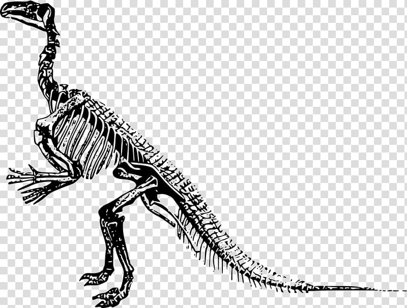 Tyrannosaurus Velociraptor Stegosaurus Iguanodon Triceratops, dinosaurboneshd transparent background PNG clipart