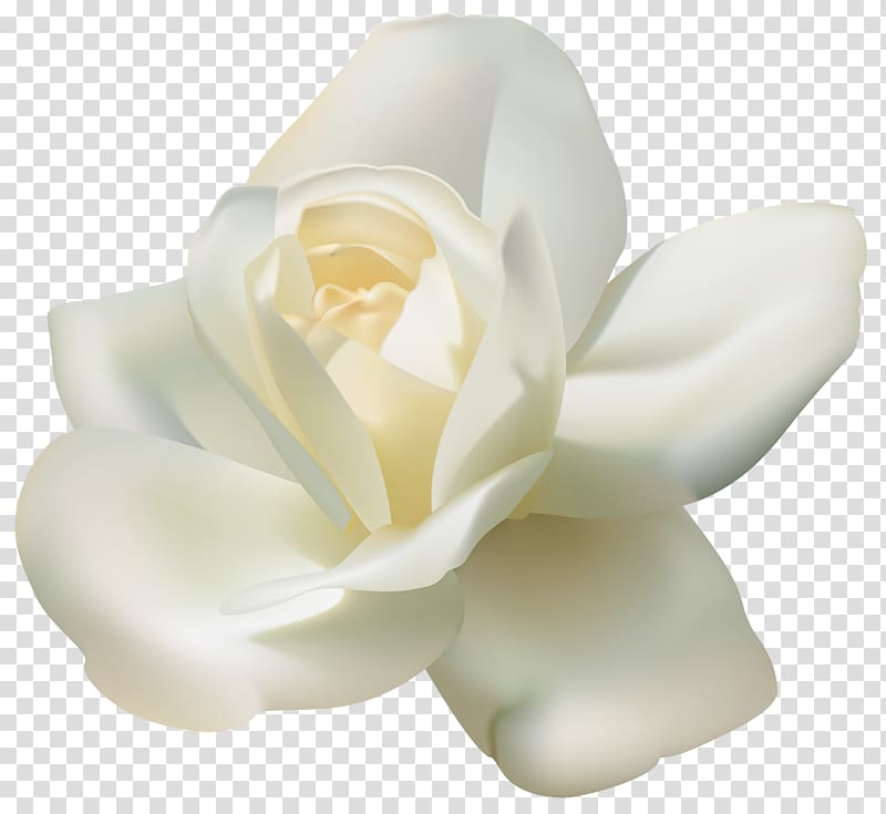 jasmine white transparent background PNG clipart