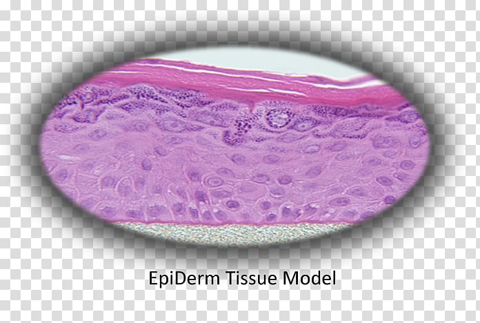 Epidermis MatTek Corporation Tissue Cell Skin, bronchial epithelial cells transparent background PNG clipart