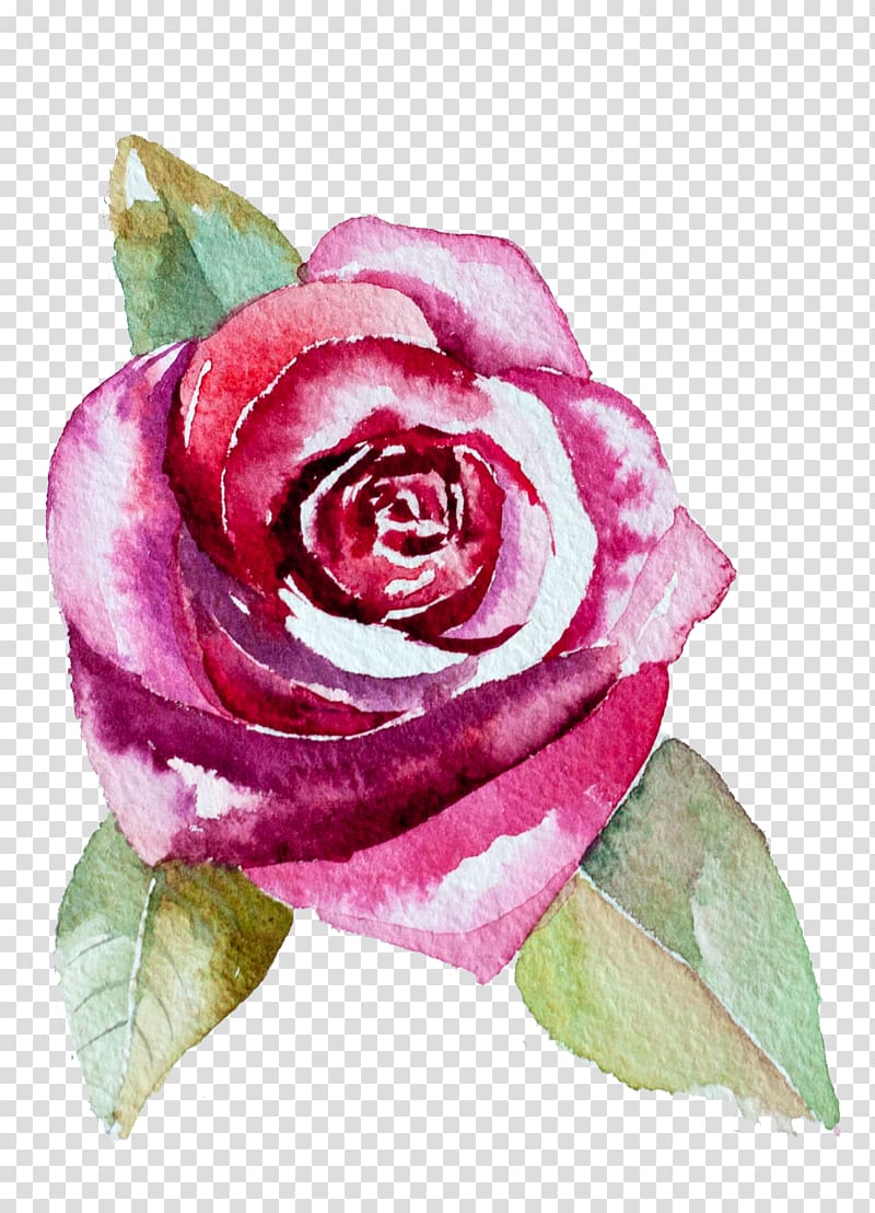 Garden roses Centifolia roses Flower Watercolor painting, Watercolor flowers transparent background PNG clipart