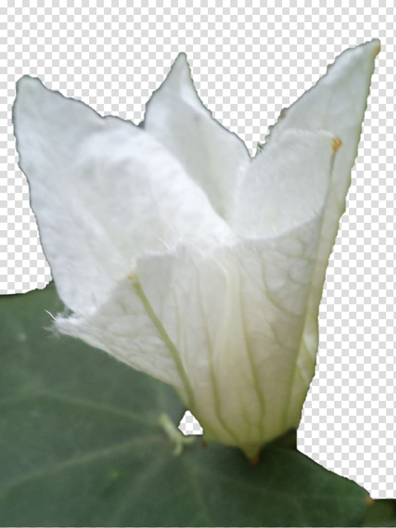 Daturas Petal Leaf, Leaf transparent background PNG clipart