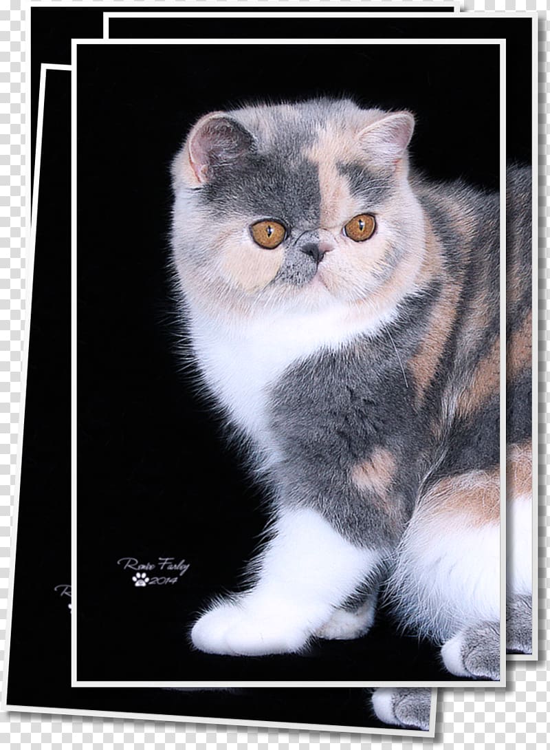 Exotic Shorthair Persian cat American Wirehair European shorthair British Semi-longhair, kitten transparent background PNG clipart