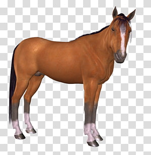 Horse Brush, horse transparent background PNG clipart thumbnail