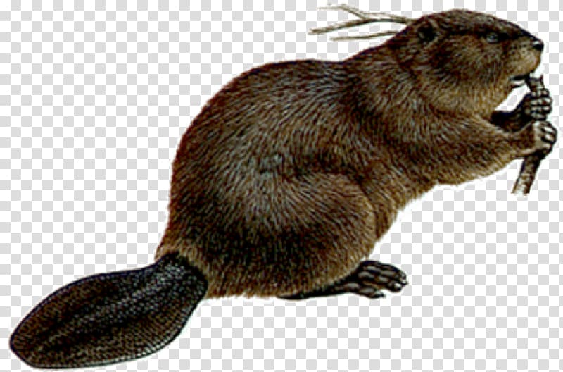 Welcome to the World of Beavers, beaver transparent background PNG clipart