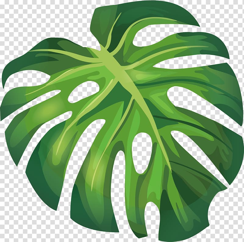 Leaf Arecaceae Euclidean Illustration, Green summer banana leaves, green leaf illustration transparent background PNG clipart