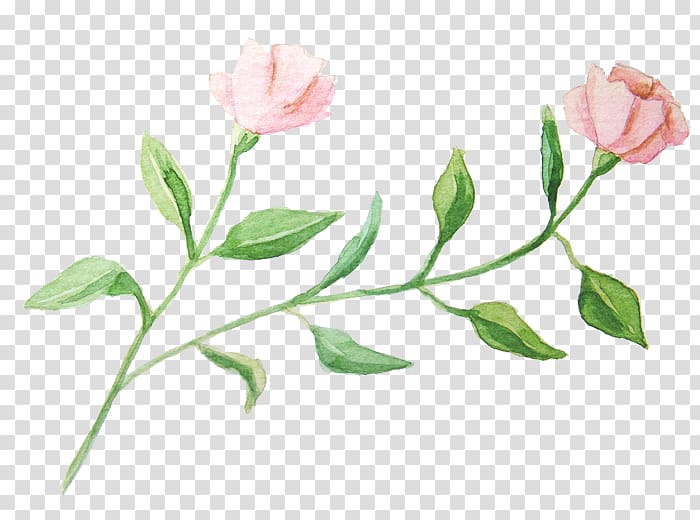 two pink and green roses art, Watercolour Flowers Garden roses Watercolor painting, Watercolor flowers transparent background PNG clipart