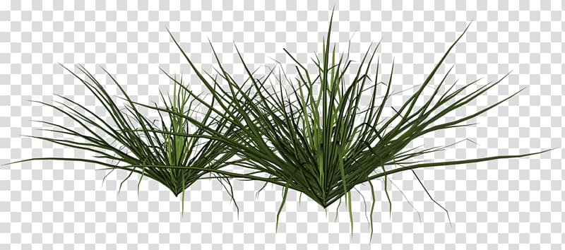 Shrub Grasses Plant Pampas grass, plant transparent background PNG clipart