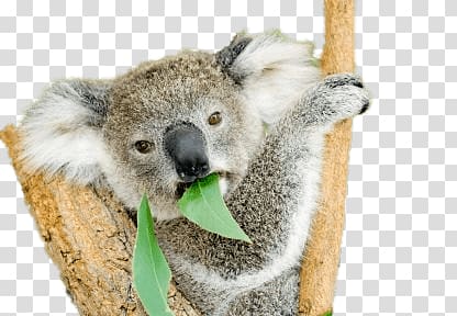 koala eating leave, Koala Bear Eating Eucalyptus transparent background PNG clipart