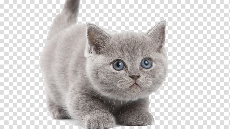 British Shorthair Chartreux Turkish Angora Persian cat Kitten, Kitten transparent background PNG clipart