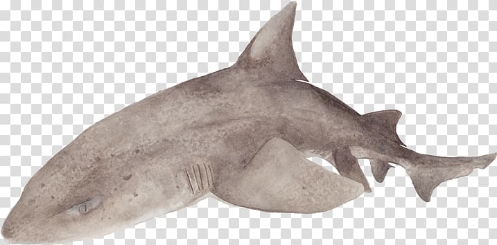 Requiem sharks Sharptooth houndshark Leopard shark Tiger shark, Fishes Sharks transparent background PNG clipart