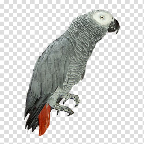 Grey parrot Bird Portable Network Graphics Adobe shop, parrot transparent background PNG clipart