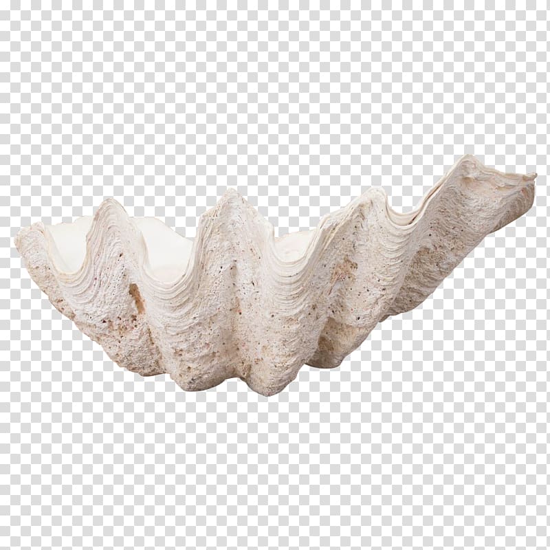Jaw, clams transparent background PNG clipart