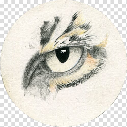 Owl Drawing Realism Sketch, owl transparent background PNG clipart