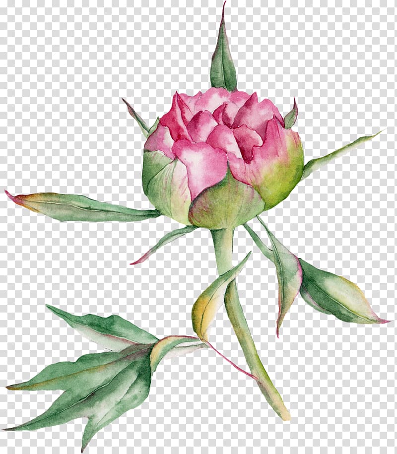 Beach rose Watercolor painting Drawing, Watercolor Rose transparent background PNG clipart
