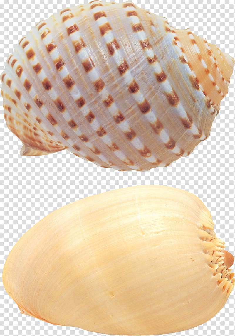 Seashell transparent background PNG clipart