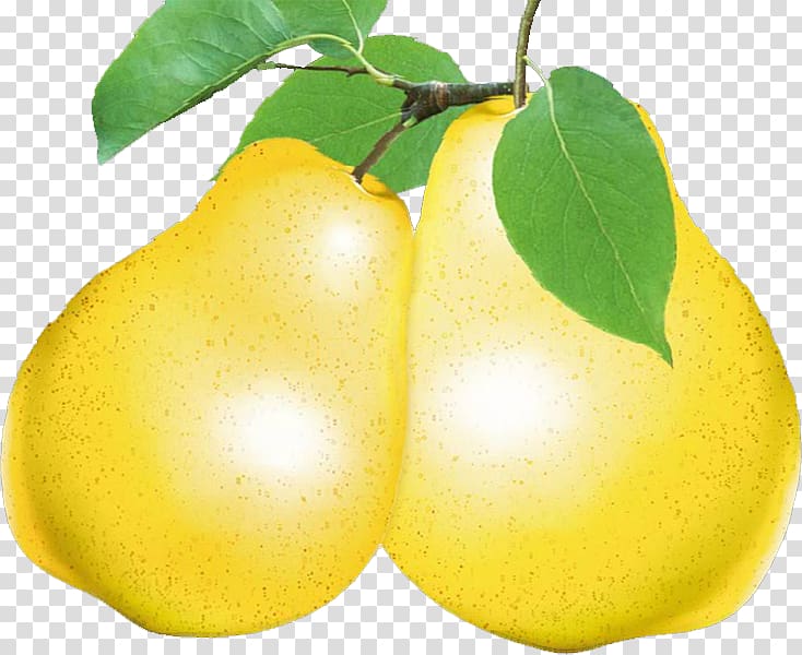 Asian pear Citron Fruit Food, pear transparent background PNG clipart