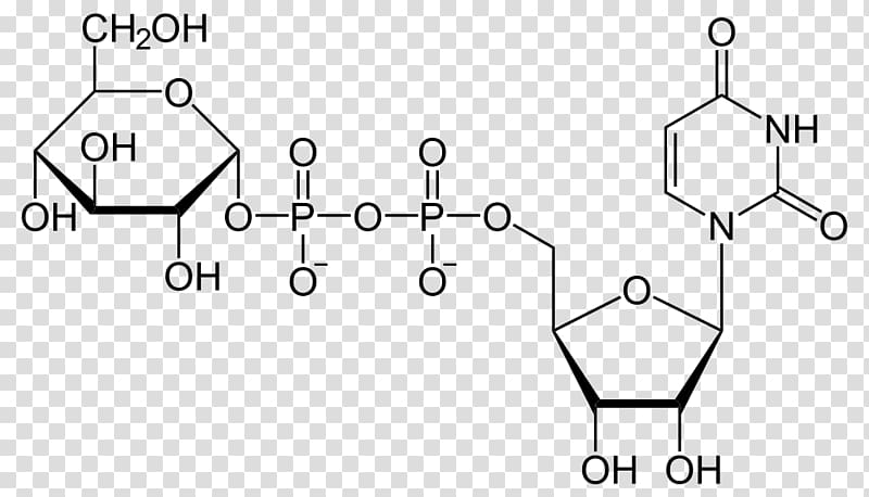 Uridine diphosphate glucose Uridine monophosphate Uridine triphosphate, others transparent background PNG clipart