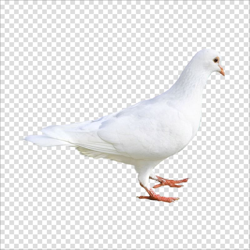 white dove, Rock dove Columbidae Bird dove, pigeon transparent background PNG clipart