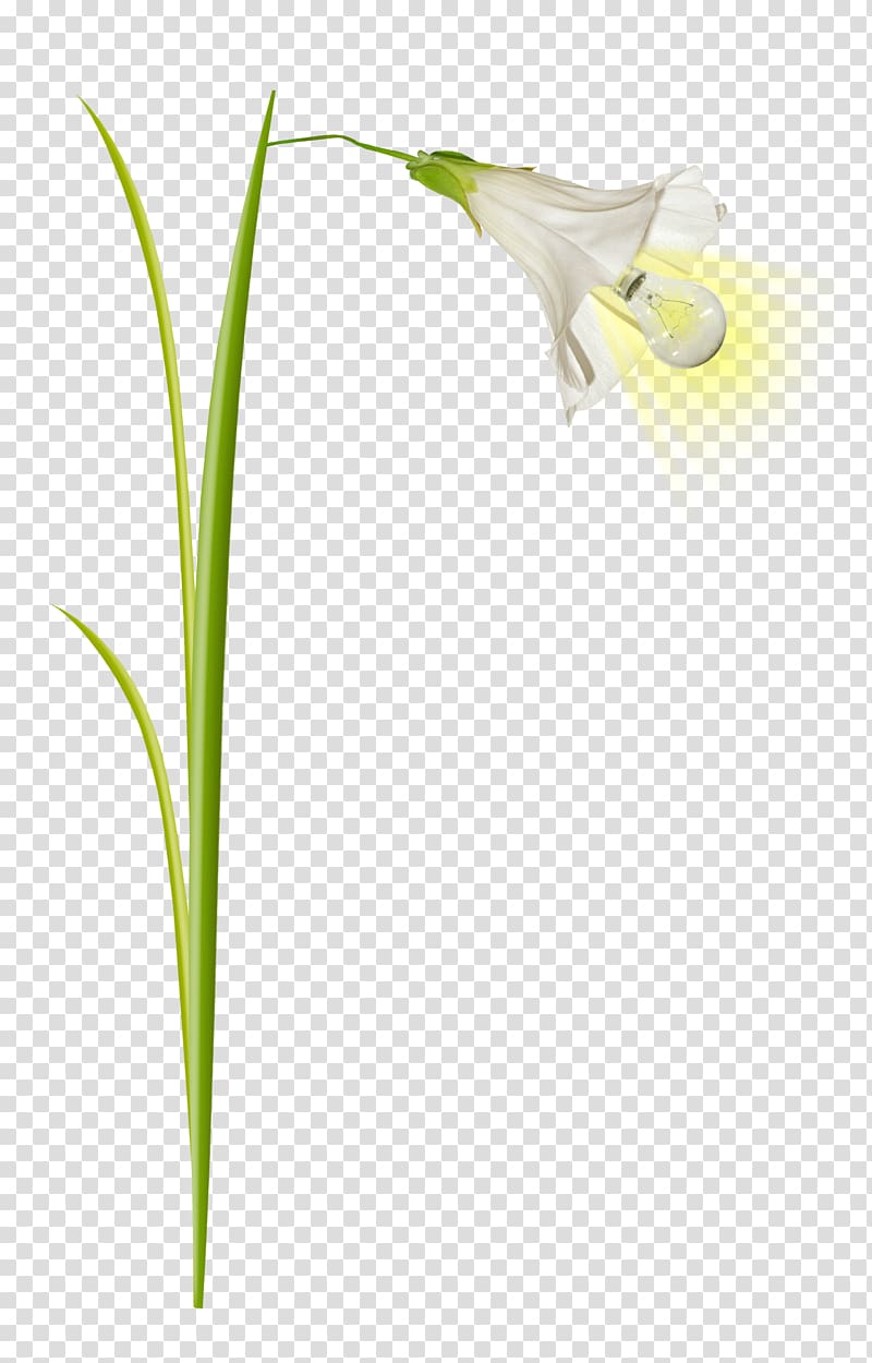 Blue Grass transparent background PNG clipart