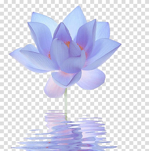 purple lotus flower art, Nelumbo nucifera Egyptian lotus Flower Blue Lilium, Blue Lotus transparent background PNG clipart