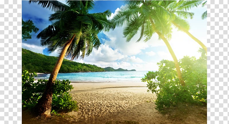 Beach hut Desktop Palm Beach High-definition television, Beaches transparent background PNG clipart