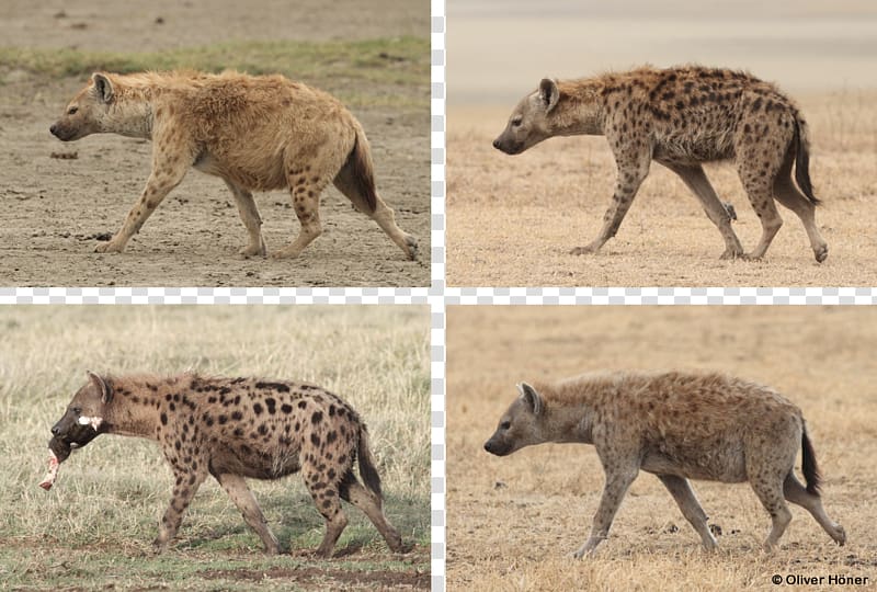 Striped hyena Valencia Bioparc Cheetah Spotted hyena, hyena transparent background PNG clipart