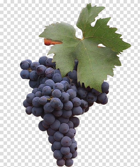 Grape Zinfandel Negroamaro Uva di Troia Susumaniello, grape transparent background PNG clipart