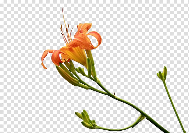 Hemerocallis fulva Gratis Mothers Day, Forget the grass in kind transparent background PNG clipart