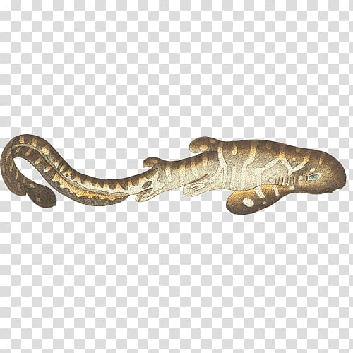 Zebra shark Leopard shark Fish Spurdog, Salamander hand painting material transparent background PNG clipart