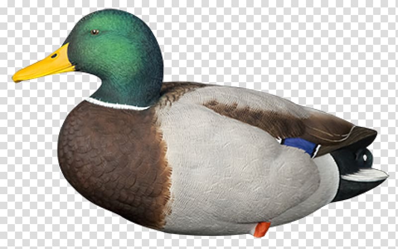 Mallard Duck decoy Call duck, duck transparent background PNG clipart