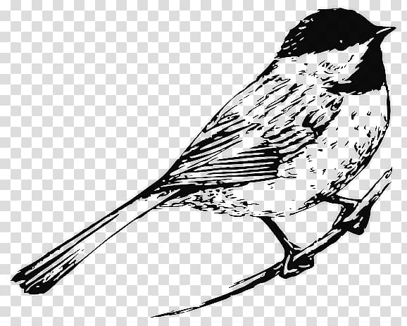 Bird Drawing Black and white Chickadee , Chickadee transparent background PNG clipart