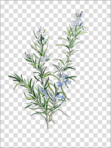 rosemary rosemary transparent background PNG clipart