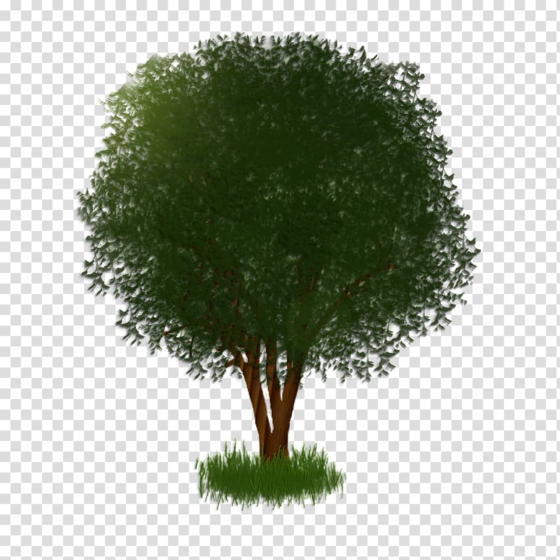 Tree Shrub Plant Branching, tree shade transparent background PNG clipart