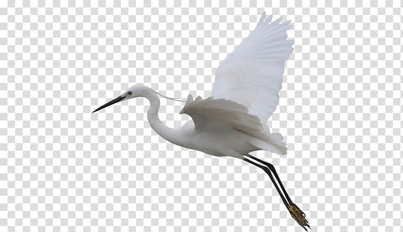 white bird, Crane Bird Flight Egret Wing, Flying Crane transparent background PNG clipart