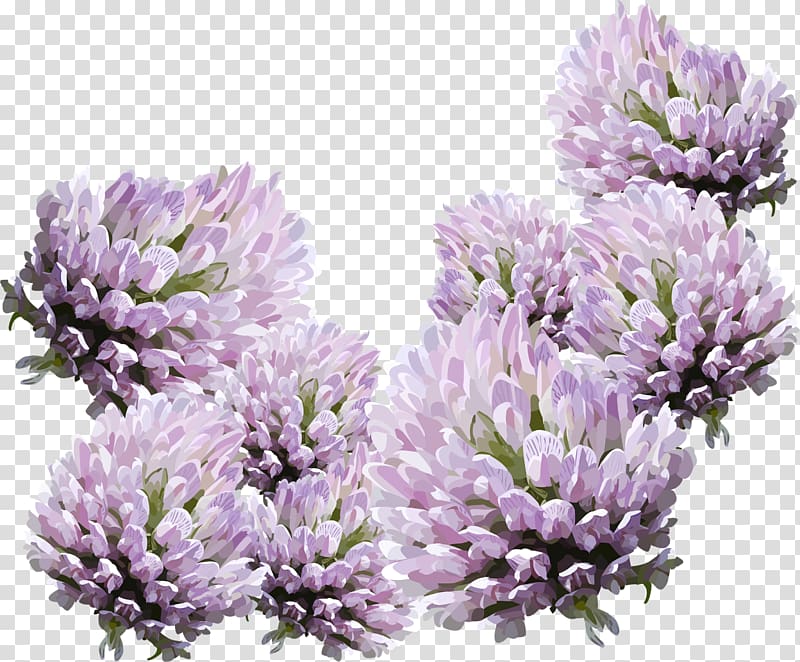 Flower Home page Email , lavender flower transparent background PNG clipart