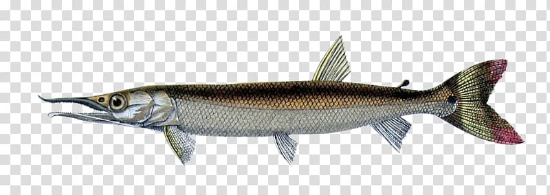 Sardine Fish European sea sturgeon Boulengerella cuvieri Fresh water, fish transparent background PNG clipart