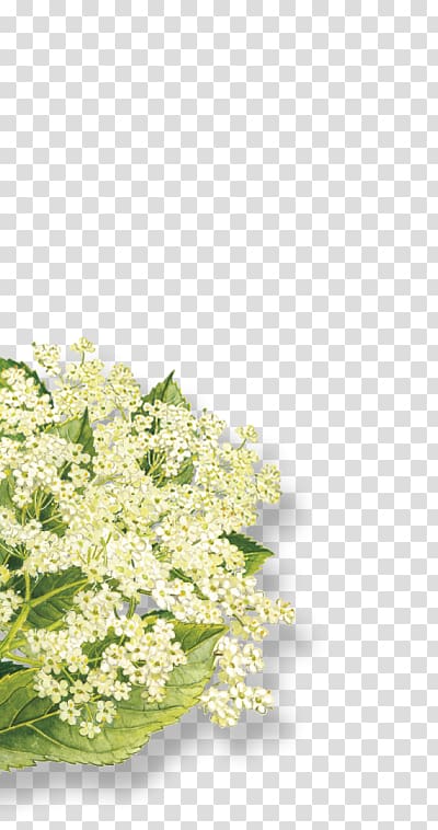 Elderflower cordial Elderberry Organic food Syrup Floral design, sambucus nigra transparent background PNG clipart