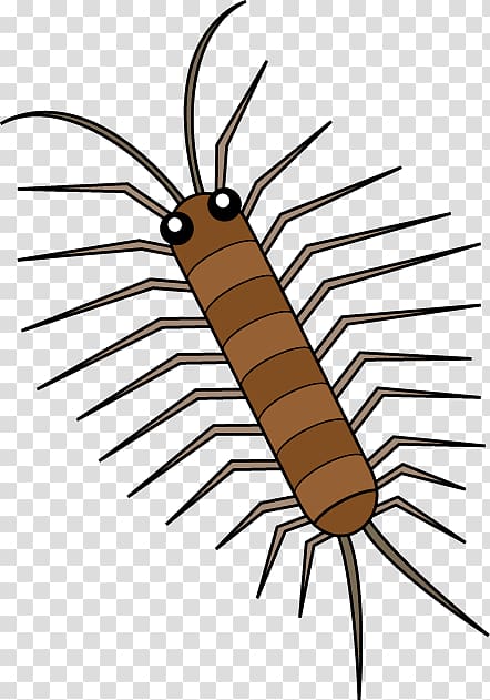 House Centipedes Illustration, centipedes insect transparent background PNG clipart