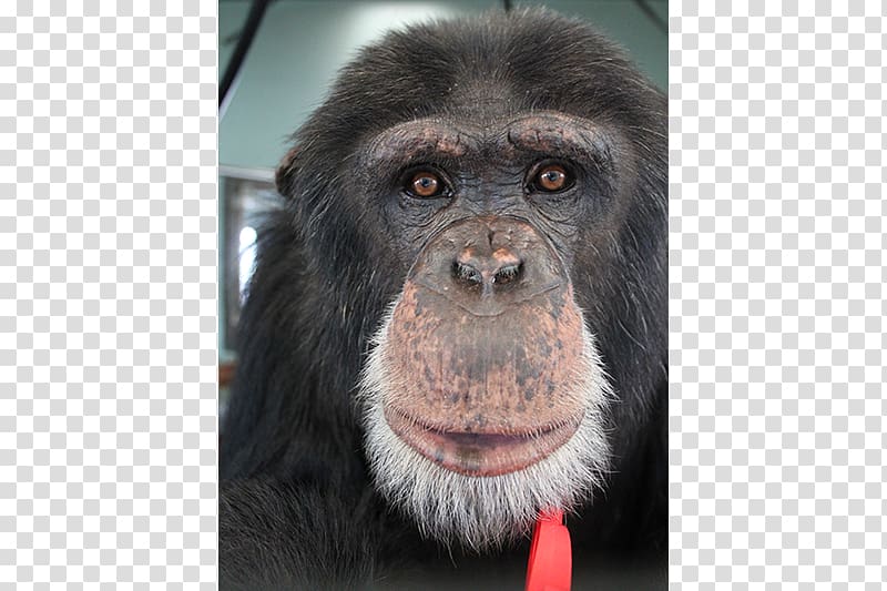 Common chimpanzee Gorilla Primate Siamang Monkey, chimpanzee transparent background PNG clipart