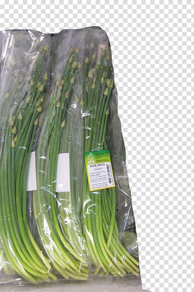 Allium fistulosum Welsh cuisine Leaf vegetable, Galanga transparent background PNG clipart