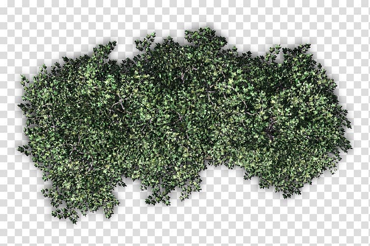 Shrub Hedge , autumn transparent background PNG clipart