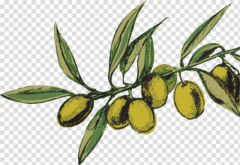 Olive oil Nocellara del Belice Oliveraie, olive transparent background PNG clipart