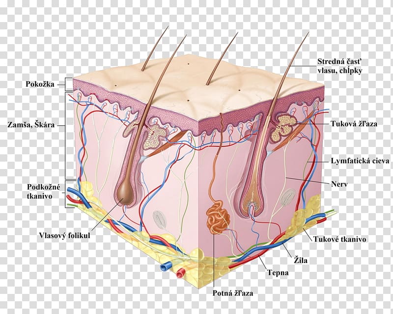 Human skin Cell Epidermis Anatomy, parts of the body transparent background PNG clipart